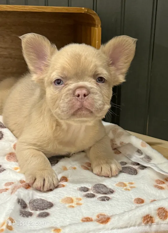 King George (isabella) – French Bulldog puppy for sale in Bowling Green, KY