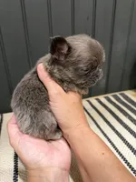 Blackberry, a female French Bulldog for sale in Bowling Green, KY – 8 of 10