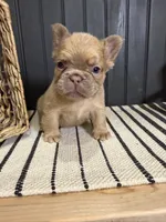 Cashmere, a female French Bulldog for sale in Bowling Green, KY – 4 of 10
