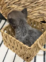Blackberry, a female French Bulldog for sale in Bowling Green, KY – 7 of 10