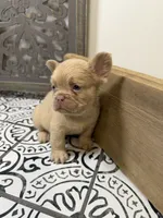King George, a male French Bulldog for sale in Bowling Green, KY – 6 of 10
