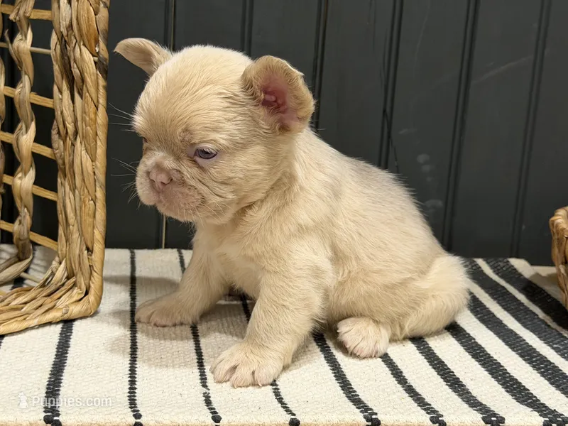 King George (isabella) – French Bulldog puppy for sale in Bowling Green, KY