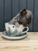 Blackberry, a female French Bulldog for sale in Bowling Green, KY – 3 of 10