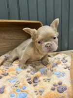 Butterscotch, a male French Bulldog for sale in Bowling Green, KY – 7 of 7