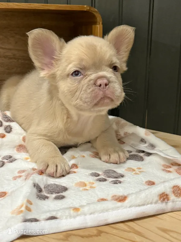King George (isabella) – French Bulldog puppy for sale in Bowling Green, KY
