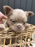 Chewie, a male French Bulldog for sale in Bowling Green, KY – 2 of 10