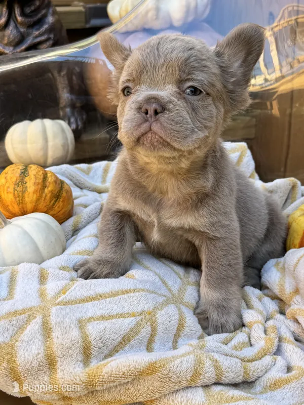 Chewie (lilac) – French Bulldog puppy for sale in Bowling Green, KY