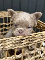 Chewie, a male French Bulldog for sale in Bowling Green, KY – 1 of 10