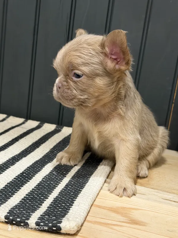 Cinnamon – French Bulldog puppy for sale in Bowling Green, KY