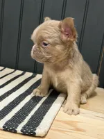 Cinnamon, a female French Bulldog for sale in Bowling Green, KY – 6 of 9