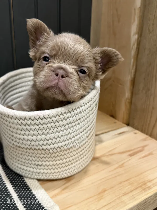 Chewie – French Bulldog puppy for sale in Bowling Green, KY