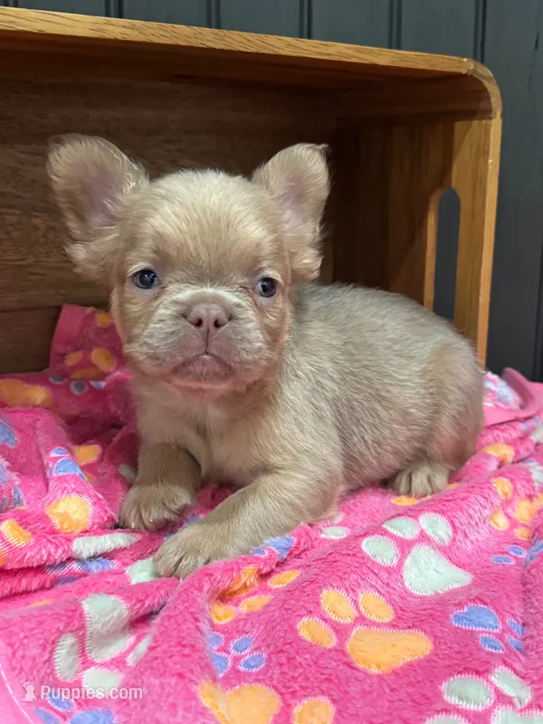 Cinnamon (isabella) – French Bulldog puppy for sale in Bowling Green, KY