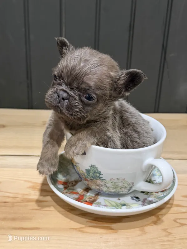 Blackberry – French Bulldog puppy for sale in Bowling Green, KY