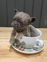 Blackberry, a female French Bulldog for sale in Bowling Green, KY – 1 of 10