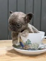 Blackberry, a female French Bulldog for sale in Bowling Green, KY – 9 of 10