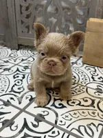 Chewie, a male French Bulldog for sale in Bowling Green, KY – 5 of 10