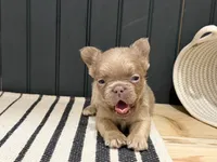 Cinnamon, a female French Bulldog for sale in Bowling Green, KY – 9 of 9