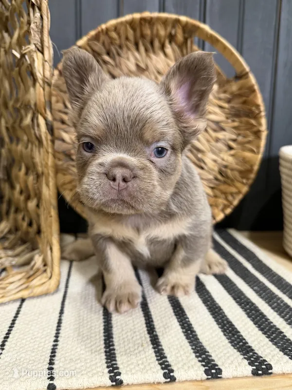 Bentley – French Bulldog puppy for sale in Bowling Green, KY