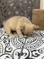 King George, a male French Bulldog for sale in Bowling Green, KY – 5 of 10