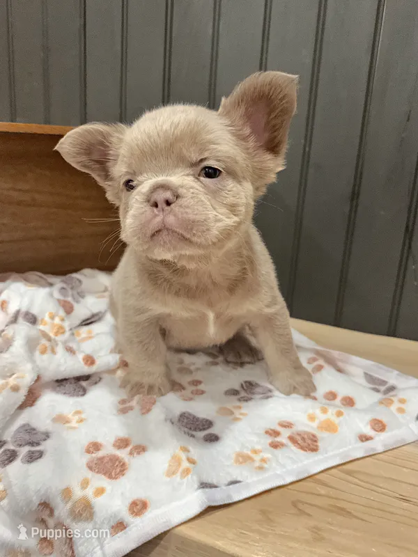 Chewie (lilac) – French Bulldog puppy for sale in Bowling Green, KY