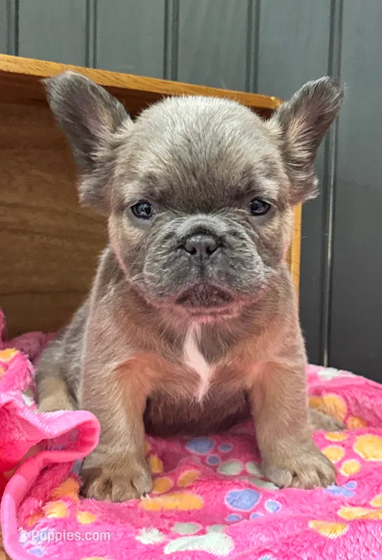 Blueberry (blue/sable) – French Bulldog puppy for sale in Bowling Green, KY