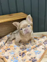 Butterscotch, a male French Bulldog for sale in Bowling Green, KY – 5 of 7