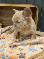 Butterscotch, a male French Bulldog for sale in Bowling Green, KY – 2 of 7