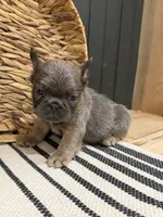 Blueberry, a female French Bulldog for sale in Bowling Green, KY – 7 of 10
