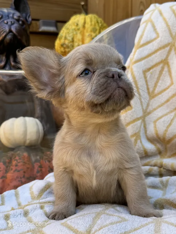 Cinnamon (isabella) – French Bulldog puppy for sale in Bowling Green, KY