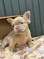 Butterscotch, a male French Bulldog for sale in Bowling Green, KY – 4 of 7