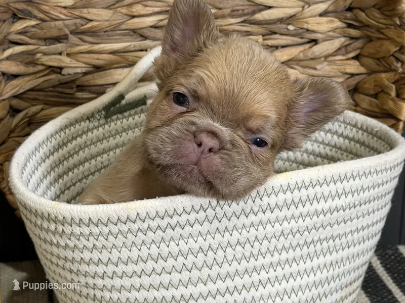 Cashmere – French Bulldog puppy for sale in Bowling Green, KY