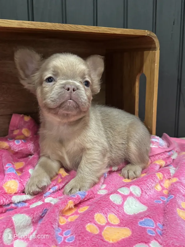 Cinnamon (isabella) – French Bulldog puppy for sale in Bowling Green, KY