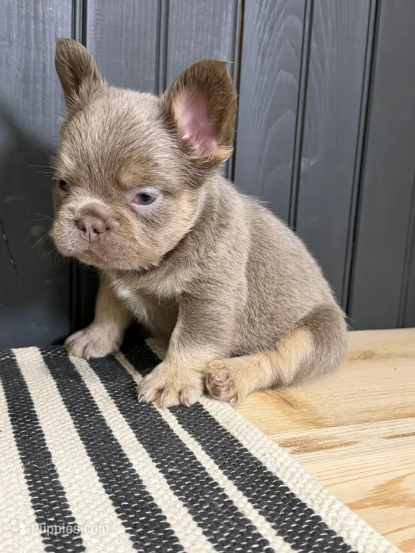 Bentley (lilac/tan) – French Bulldog puppy for sale in Bowling Green, KY