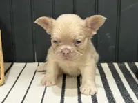 King George, a male French Bulldog for sale in Bowling Green, KY – 3 of 10