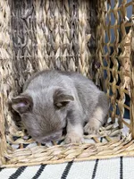 Bentley, a male French Bulldog for sale in Bowling Green, KY – 7 of 10