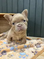 Butterscotch, a male French Bulldog for sale in Bowling Green, KY – 6 of 7