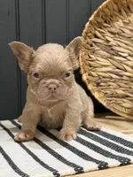 Butterscotch, a male French Bulldog for sale in Bowling Green, KY – 8 of 10