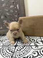 King George, a male French Bulldog for sale in Bowling Green, KY – 10 of 10