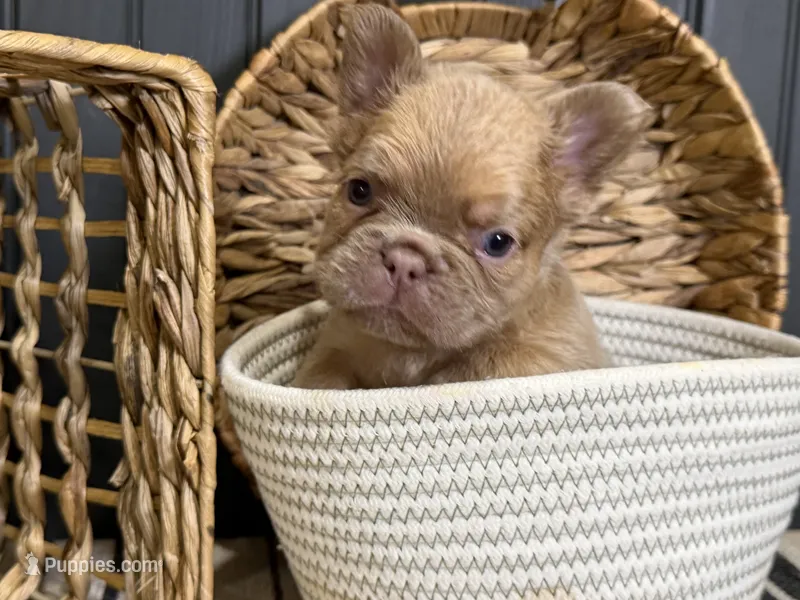 Cashmere (isabella) – French Bulldog puppy for sale in Bowling Green, KY