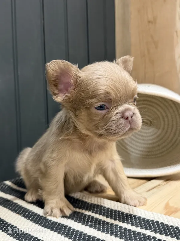 Cinnamon – French Bulldog puppy for sale in Bowling Green, KY