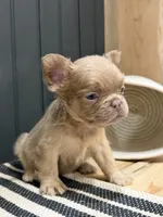 Cinnamon, a female French Bulldog for sale in Bowling Green, KY – 1 of 9