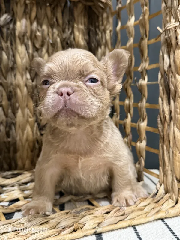 Butterscotch – French Bulldog puppy for sale in Bowling Green, KY