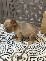 Cinnamon, a female French Bulldog for sale in Bowling Green, KY – 4 of 9