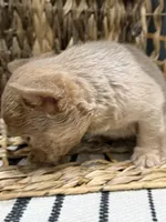 Butterscotch, a male French Bulldog for sale in Bowling Green, KY – 5 of 10