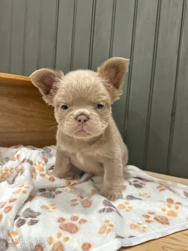 Chewie (lilac) – French Bulldog puppy for sale in Bowling Green, KY