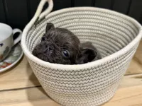 Blackberry, a female French Bulldog for sale in Bowling Green, KY – 5 of 10