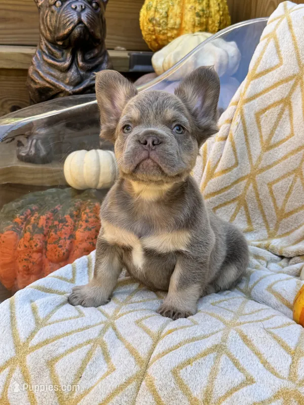Bentley (lilac/tan) – French Bulldog puppy for sale in Bowling Green, KY