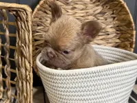 Cashmere, a female French Bulldog for sale in Bowling Green, KY – 8 of 10