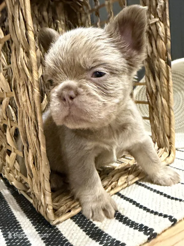 Chewie (lilac) – French Bulldog puppy for sale in Bowling Green, KY