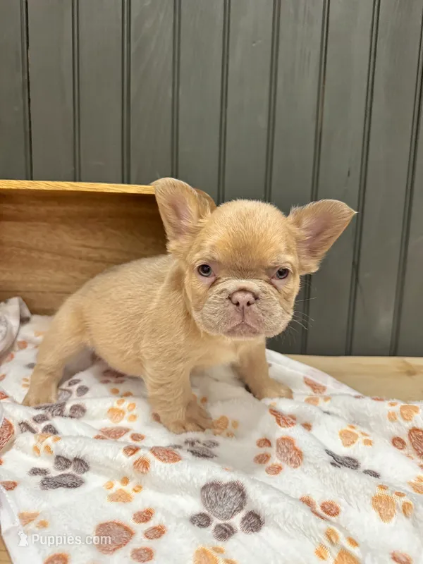 Cashmere (isabella) – French Bulldog puppy for sale in Bowling Green, KY